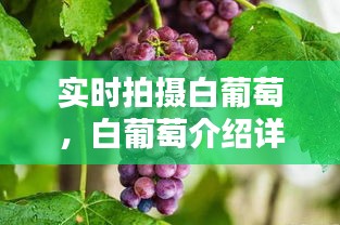 实时拍摄白葡萄，白葡萄介绍详细 