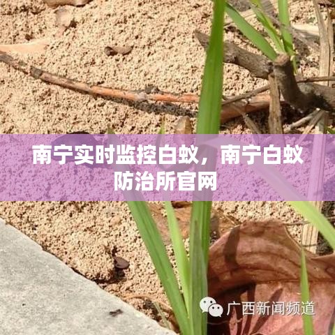 南宁实时监控白蚁，南宁白蚁防治所官网 