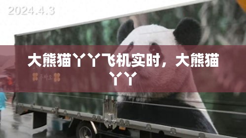 大熊猫丫丫飞机实时，大熊猫 丫丫 
