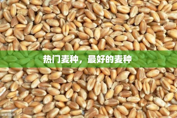热门麦种，最好的麦种 