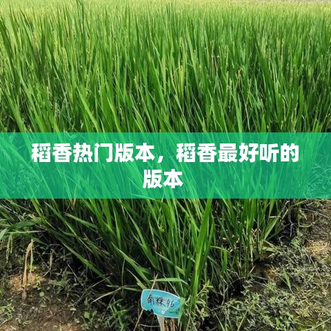稻香热门版本，稻香最好听的版本 