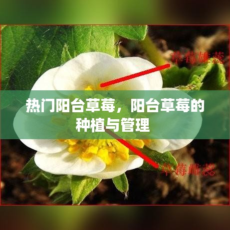 热门阳台草莓，阳台草莓的种植与管理 