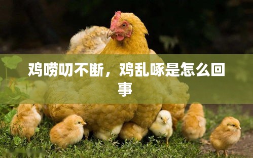 鸡唠叨不断，鸡乱啄是怎么回事 