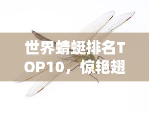 世界蜻蜓排名TOP10，惊艳翅膀，谁居榜首？