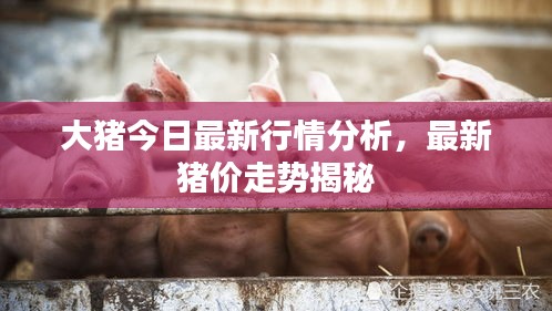 大猪今日最新行情分析，最新猪价走势揭秘