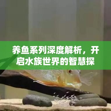 养鱼系列深度解析，开启水族世界的智慧探索之旅