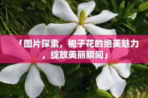 「图片探索，栀子花的绝美魅力，绽放美丽瞬间」