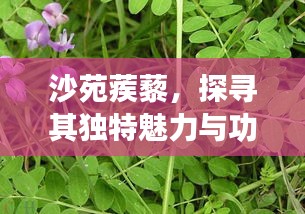 打马虎眼 第2页