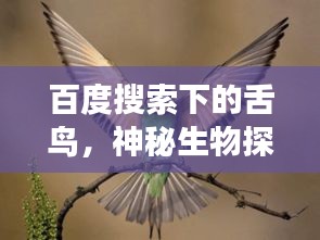百度搜索下的舌鸟，神秘生物探秘之旅的魅力所在