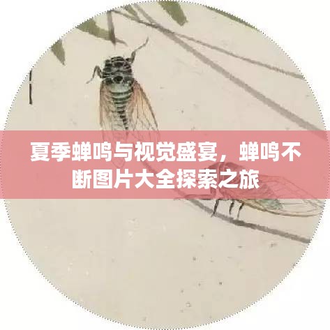 夏季蝉鸣与视觉盛宴，蝉鸣不断图片大全探索之旅