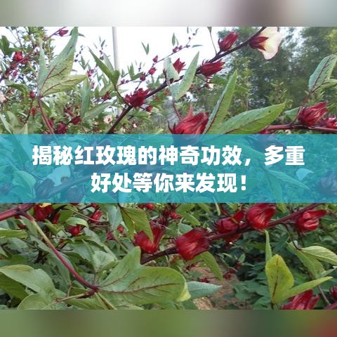 揭秘红玫瑰的神奇功效，多重好处等你来发现！