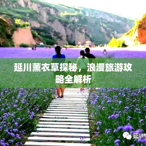 延川薰衣草探秘，浪漫旅游攻略全解析