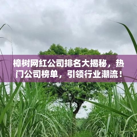 樟树网红公司排名大揭秘，热门公司榜单，引领行业潮流！