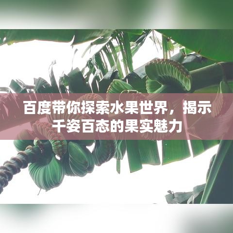 百度带你探索水果世界，揭示千姿百态的果实魅力