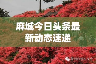 麻城今日头条最新动态速递