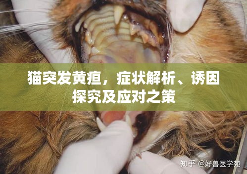 猫突发黄疸,症状解析、诱因探究及应对之策