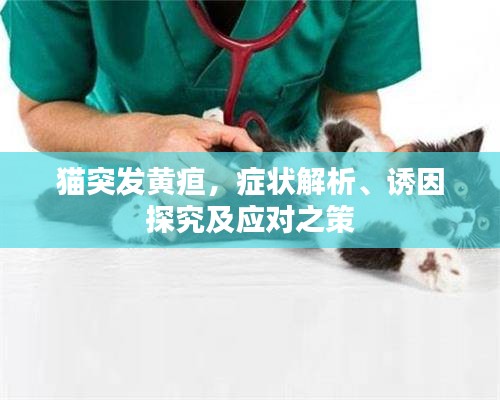 猫突发黄疸,症状解析、诱因探究及应对之策